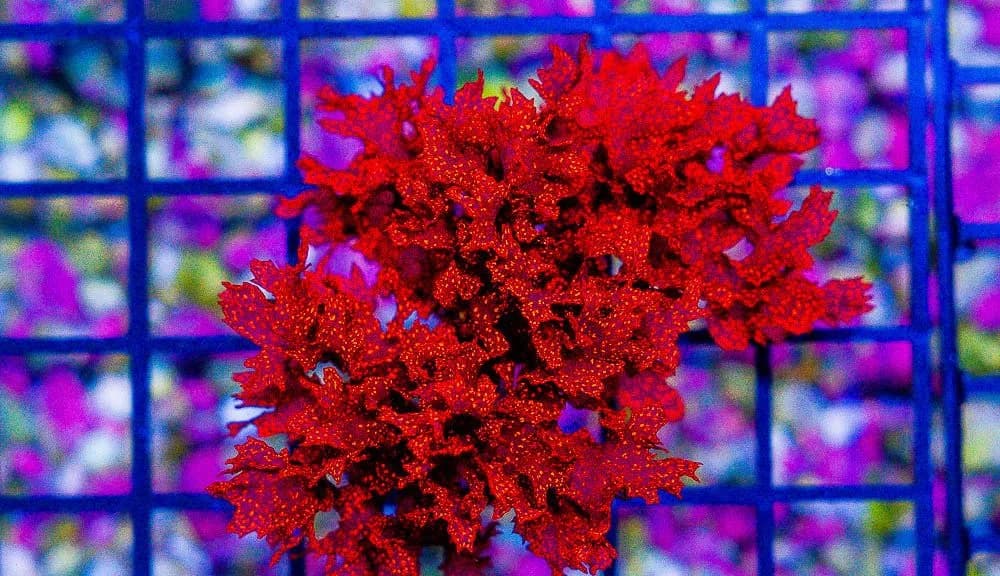 Macro alga Atomic Broccoli ou 100 reais no pix